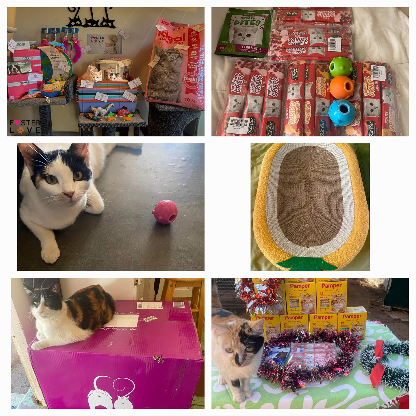 The Cat House 02